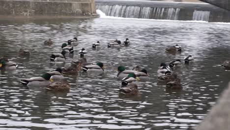 Ducks-Swimming-on-Water-Near-Bridge-and-Waterfall