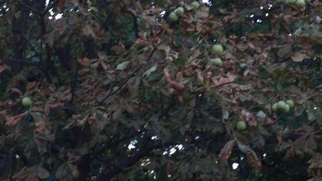 cinematic-nut-trees