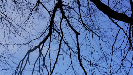 Winterbaumaste-Ohne-Blätter-Und-Hintergrund-Des-Blauen-Himmels