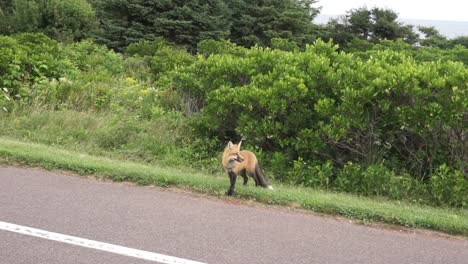 Fox-at-the-Side-of-the-Road