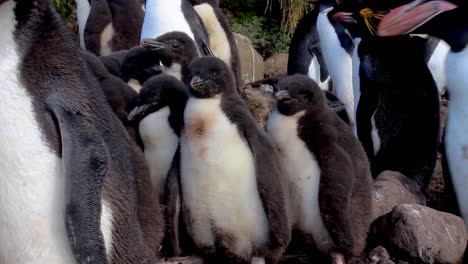 Polluelo-De-Pingüino-Macarrones-Entre-Adultos-De-Pingüinos-Macarrones
