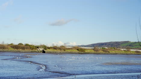 Birds-on-mud-flats-during-low-tide