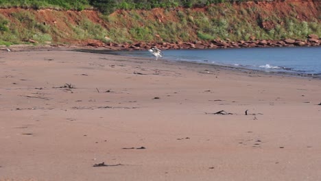 Seagull-on-Beach-Flapping-its-Wings