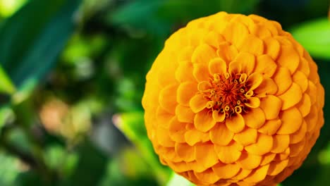 Zoom-in-on-a-yellow-orange-flower