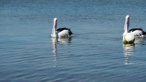 Three-inquisitive-pelicans-swimming-into-frame-on-calm-blue-water