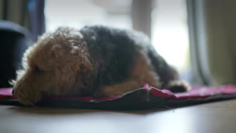 Dog-going-to-sleep-on-a-mat