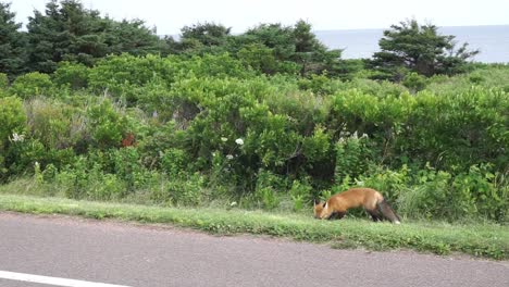 Fox-Eating-Food-at-the-Side-of-the-Road