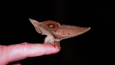 Giant-moth-on-finger-flapping-wings,-front