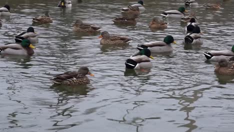 Ducks-Swimming-on-Water-Close-Up