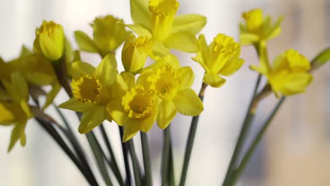 Bunch-of-yellow-daffodils-at-window-panning-right-to-left