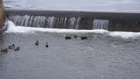 Ducks-Near-Waterfall