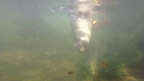 Robbenbaby-Schwimmt-In-Den-Untiefen-Eines-Felsenbeckens