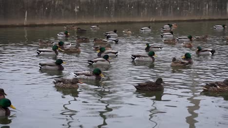 Ducks-Flapping-Wings-in-Water.-Brood-of-Ducks