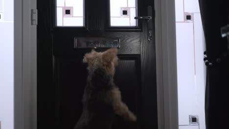 Angry,-barking-terrier-dog-protecting-front-door-against-unwanted-callers