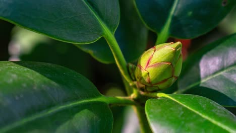 Zoom-in-on-green-red-buds
