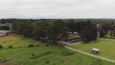 Aerial-chase-shot-of-a-stable-of-horses-galloping