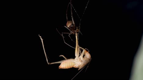 Red-back-spider-biting-and-injecting-venom-into-suspended-cricket