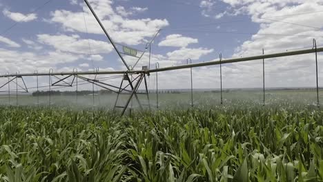 Drone-capturing-irrigation-system-on-a-cornfield