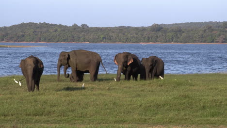 Elefantes-Salvajes-Comiendo-Hierba,-Parque-Ecológico-Hurulu,-Sri-Lanka