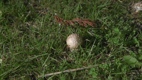 Amanita-mushroom-growing-in-grass-field-near-evergreens