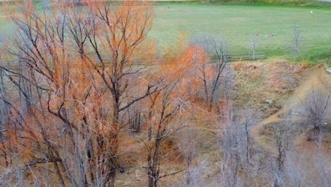Aerial-view-of-trees-that-have-lost-their-leaves-for-the-winter