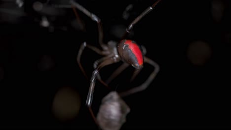 Giftige-Spinne-Mit-Rotem-Rücken,-Die-Tote-Beute-In-Seide-Hüllt