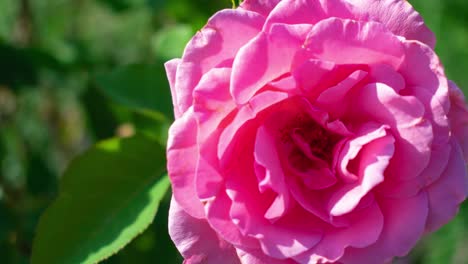 Zoome-Auf-Eine-Rosa-Blume