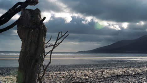 Beach-scene-with-Mourne-mountains-rolling-down-to-sea,-dried-tree-and-clouds