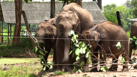 Elefantengruppe-In-Sri-Lanka