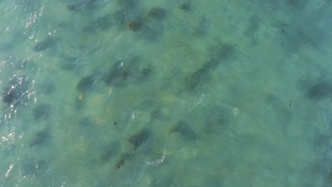 über-Wasser-Ariel-Blick-Grünes-Meer-Und-Algendrohne