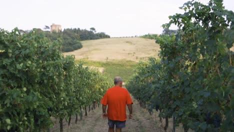 Farmer-walking-into-his-vineyard