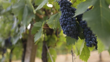 black-grape-in-a-vineyard