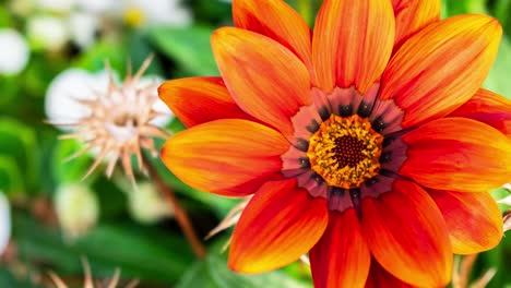 Zoom-in-on-a-red-orange-flower