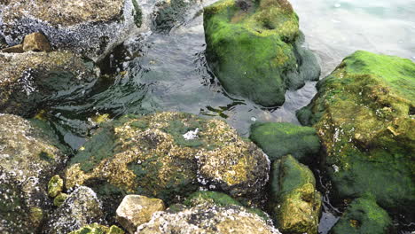 Stones-and-rocks-covered-by-moss-along-water-and-sea-waves-near-Corniche-Doha-Bay,-Doha,-Qatar,-Middle-East