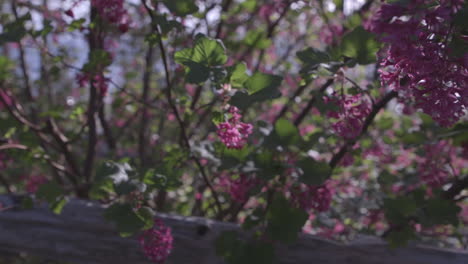 Sonnenlicht-Scheint-Im-Frühling-Durch-Rosa-Blüten-Auf-Camano-Island,-Washington