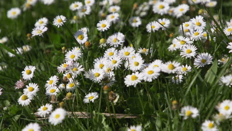 Patch-of-daisies-in-green-grass-lawn-during-Spring