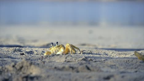 Eine-Krabbe-Auf-Dem-Sand-Bewegt-Sich-In-Einem-Loch