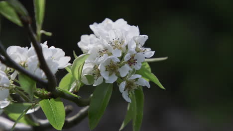 Pear-tree-blossoming-with-white-flowers-during-Spring-in-the-Pacific-Northwest