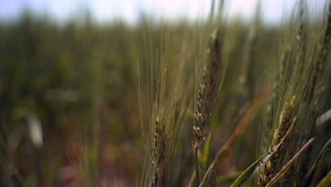Zooming-in-on-green-wheat-blowing-in-the-wind