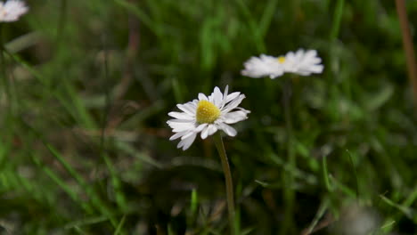 Single-daisy-in-green-grass-during-Spring