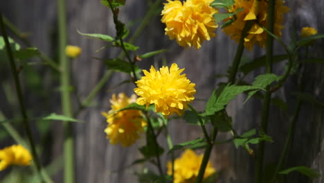 Yellow-Kerria-Flower-blooming-during-Spring-in-the-Pacific-Northwest