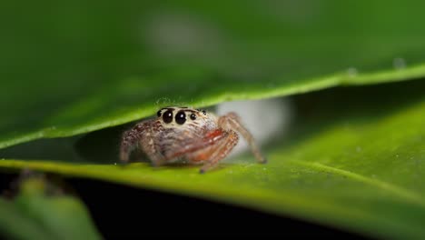 Jumping-spider-neatly-reverses-between-leaves,-macro-close-up
