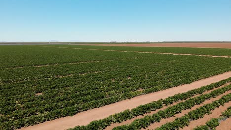 Aerial-drone-footage-of-green-field-of-sowing-in-Hermosillo-Sonora-Mexico