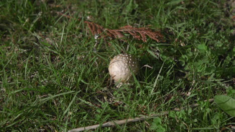Amanita-Pilz,-Der-Auf-Einer-Rasenfläche-In-Der-Nähe-Von-Evergreens-Wächst