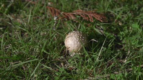 Amanita-mushroom-growing-in-grass-field-near-evergreens