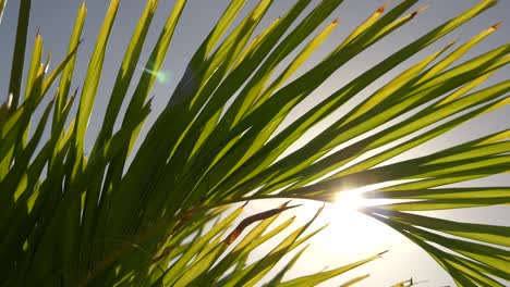 The-sun-shines-through-a-palm-leaf-slow-motion