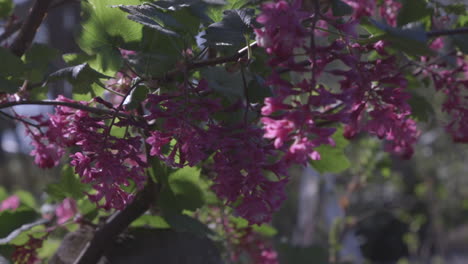 Sunlight-shining-through-pink-flower-blossoms-on-Camano-Island,-Washington-during-Spring