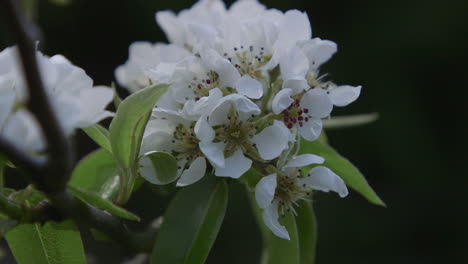 Pear-tree-blossoming-with-white-flowers-during-Spring-in-the-Pacific-Northwest