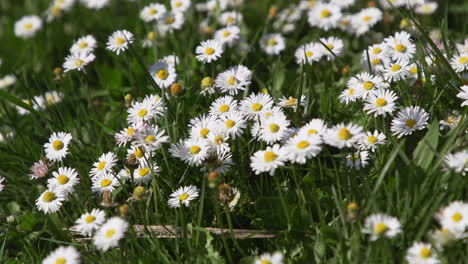 Patch-of-daisies-in-green-grass-lawn-during-Spring