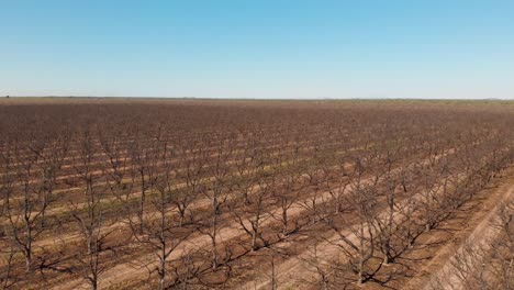 Aerial-drone-footage-of-field-of-sowing-in-Hermosillo-Sonora-Mexico---flying-over-trees